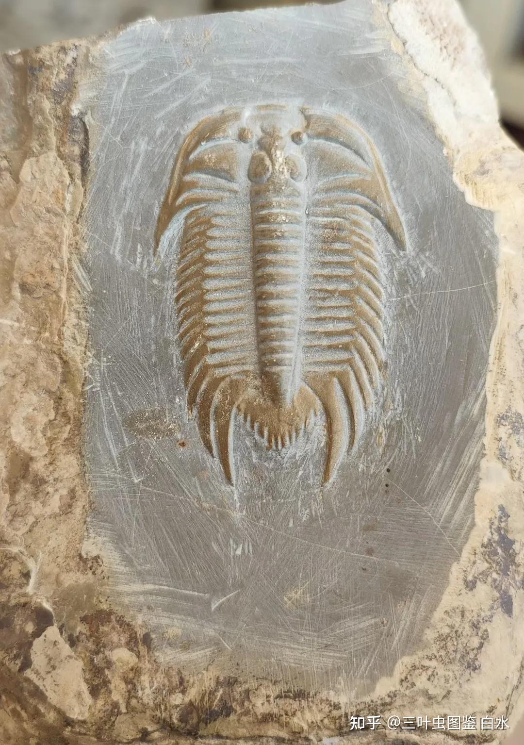 打假一只上过央视的假三叶虫- 啓功造 瑯石