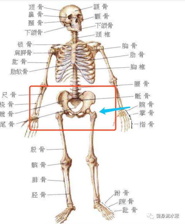 胯骨在人体什么位置图片