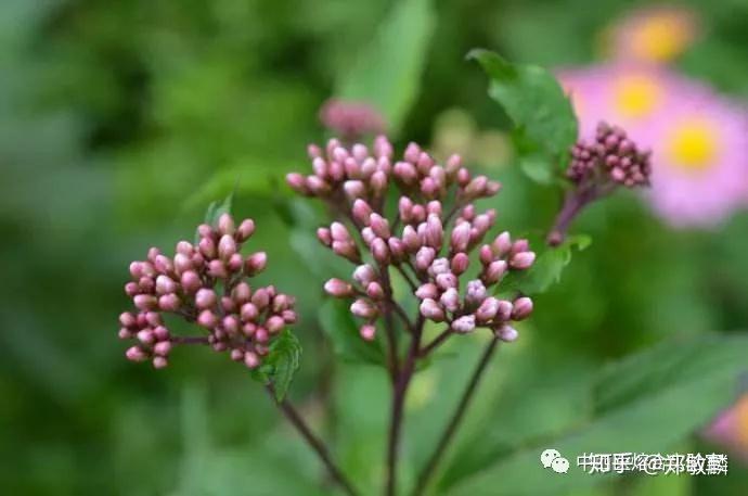 公开一个我预防流感的中医验方并谈谈奥司他韦