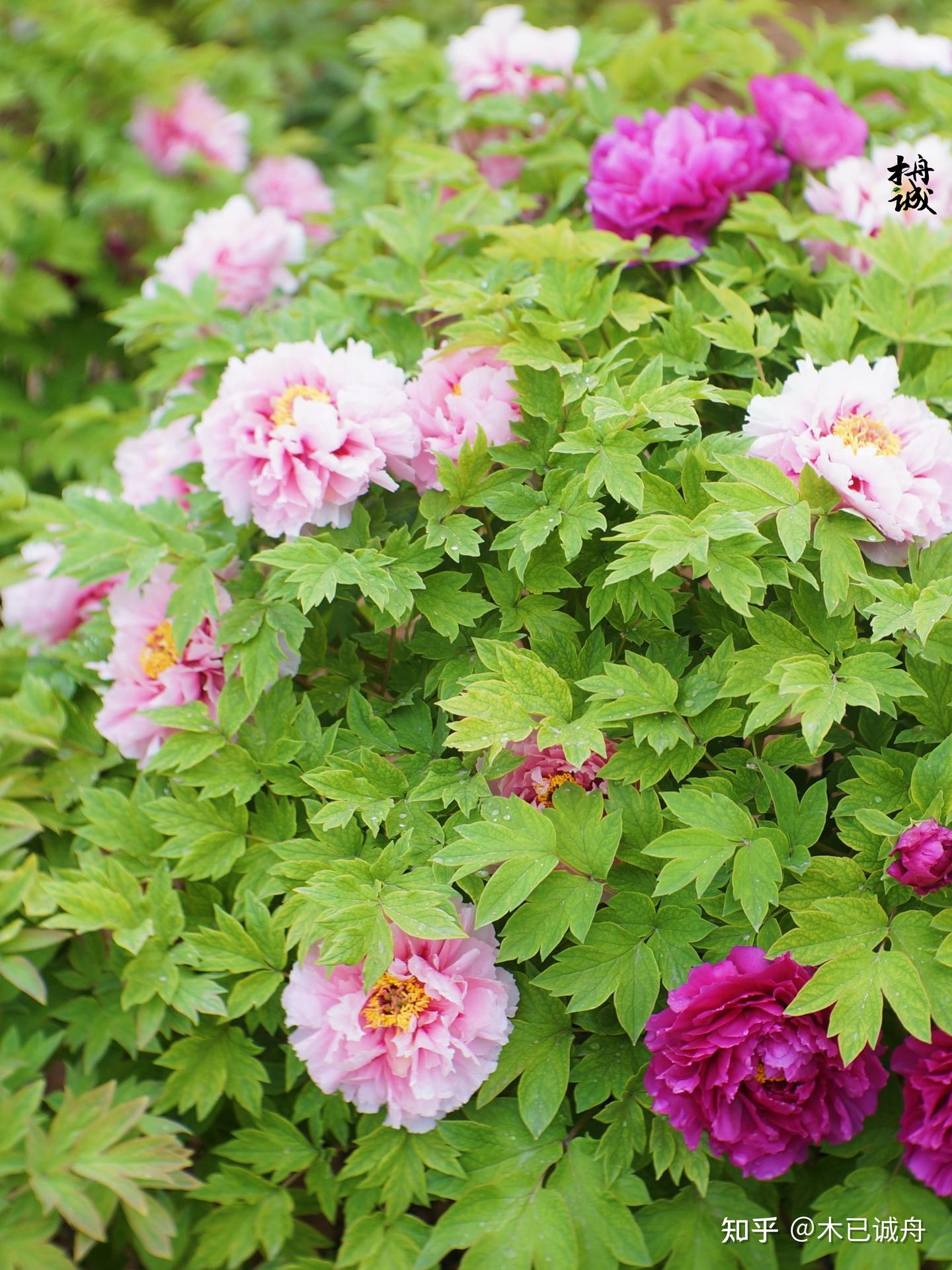 国色天香：牡丹和芍药- 知乎