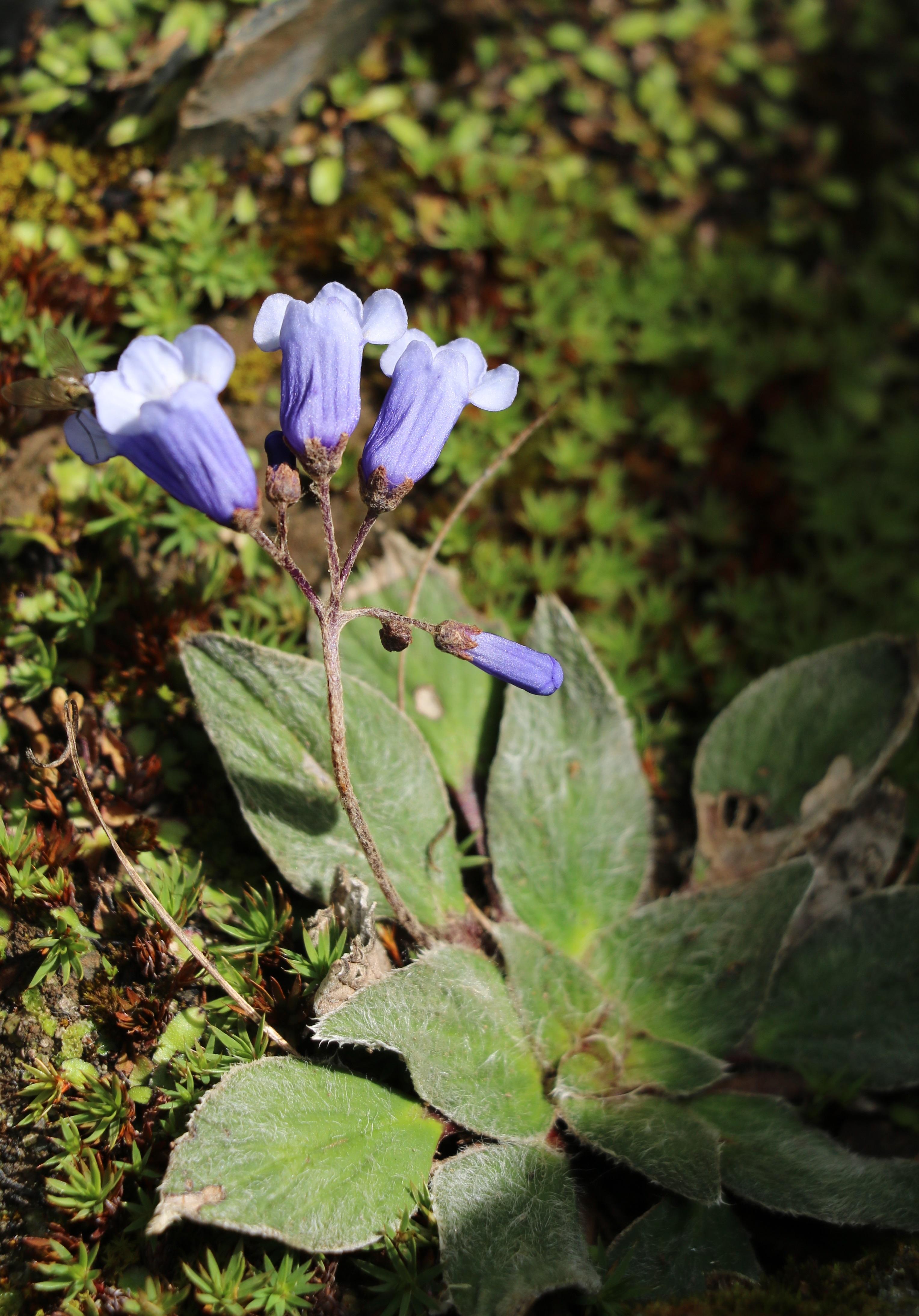 自然足迹横断山区植物小记六景天科苦苣苔科