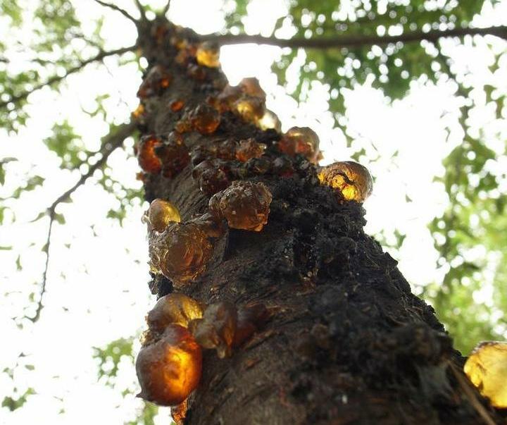 琥珀矿脉,波罗的海在5000万年前曾被茂盛的原始森林覆盖,树木产生的