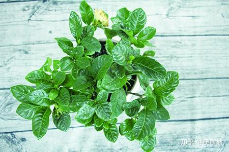 冬季栀子花的养护方法