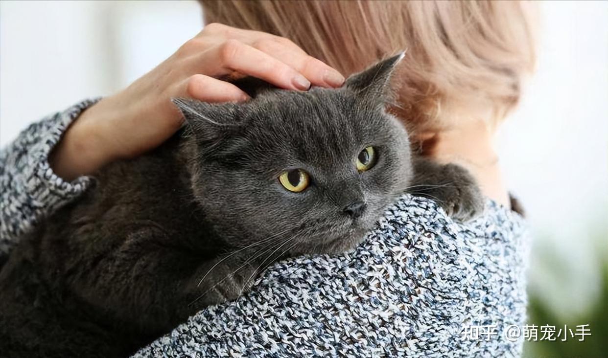 养猫人身上都有的7个特质,你中了几个 - 知乎