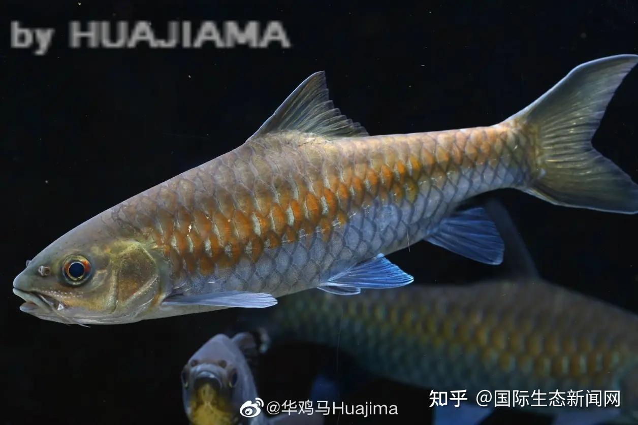 简明的鲤科分类体系-基础类群和泛鲤类 - 知乎