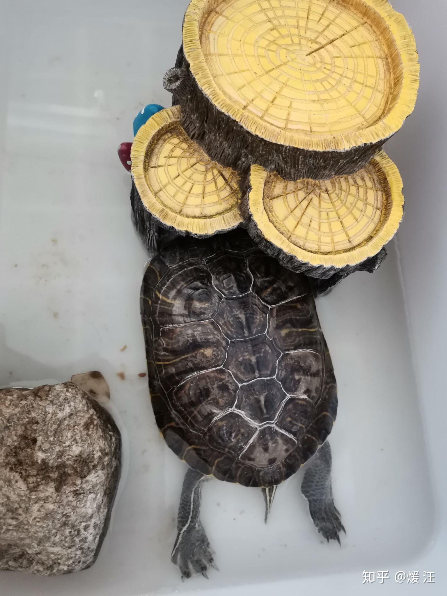 我的小花龟一只喜欢在水里睡觉一只喜欢在石头缝里面不在水里的是不是