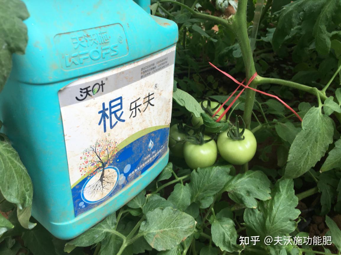 生根剂你用对了吗?如何选择和使用生根剂? - 知乎