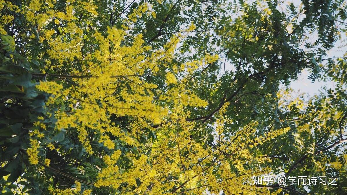 栾花 | 遍地黄花者,不曾在东篱 - 知乎