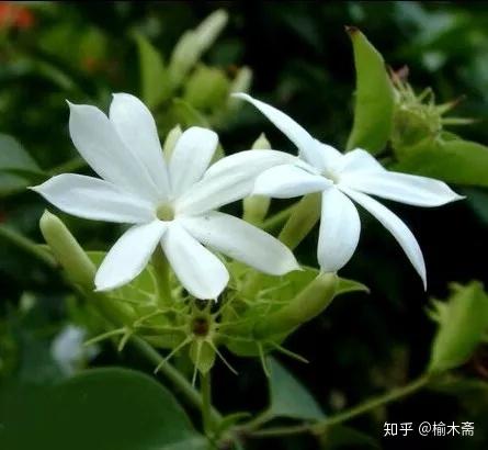 一日一花一诗 素馨花 知乎