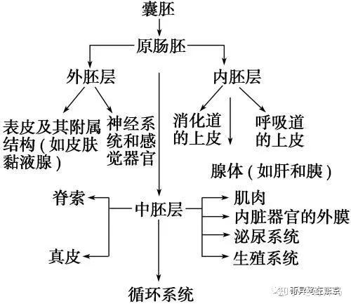 生殖系統等;外胚層:發育成神經系統,感覺器官,表皮及其附屬結構;原腸