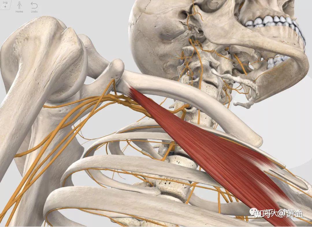 图267 胸肌-人体解剖组织学-医学