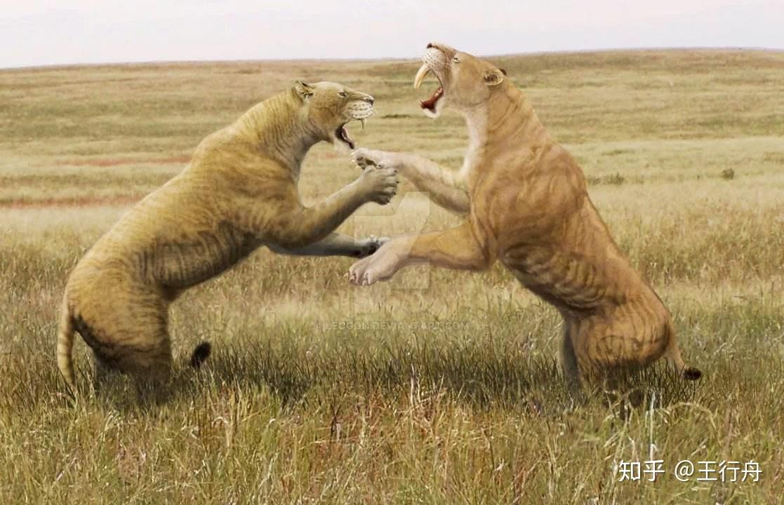 则存在更多大猫,包括比现代狮子大至少30%的洞狮和美洲拟狮,以及多种