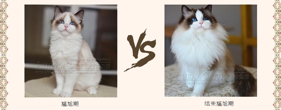 一组图带你了解布偶猫的成长过程 知乎