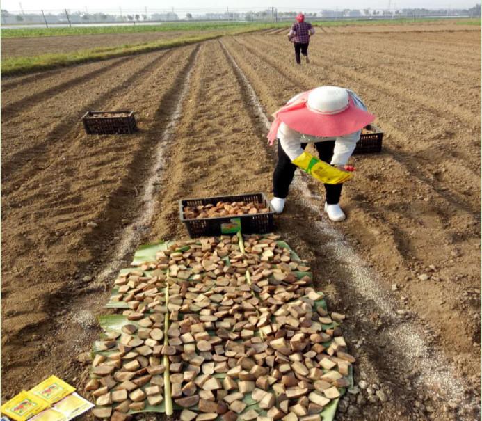 福特利在马铃薯上的应用