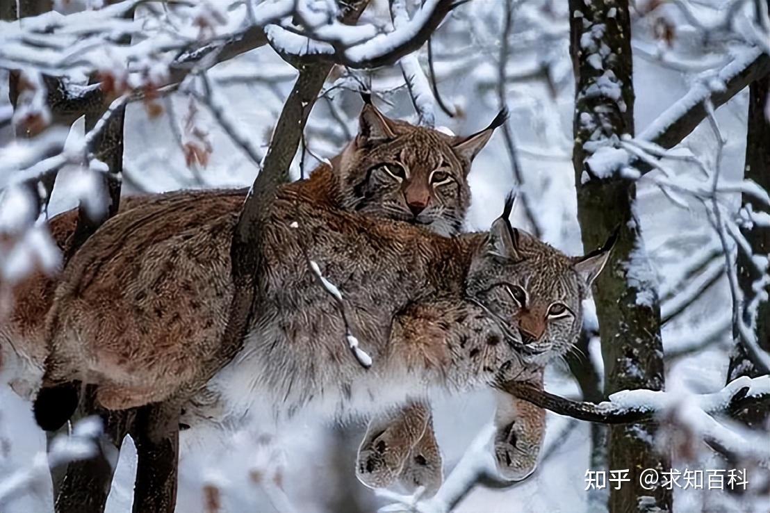 猞猁是什么动物?林子里百兽怕猞猁的气味却不怕狼?究竟怎么回 - 知乎