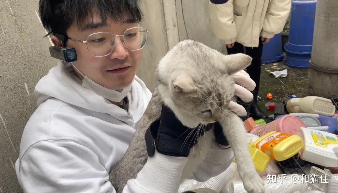 垃圾堆里的银渐层