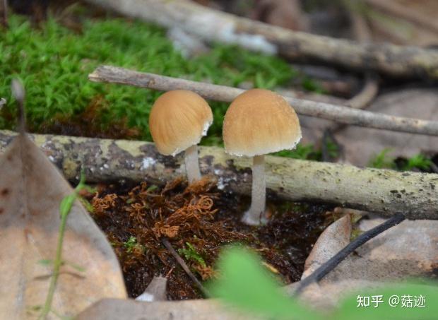 菇迹——晶粒鬼伞 - 知乎
