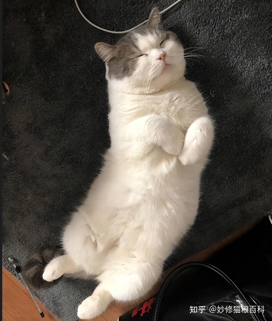 一只猫是否信任你看这6个动作就知道了瞒不了人