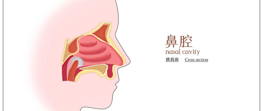 鼻腔结构图三维动画图片