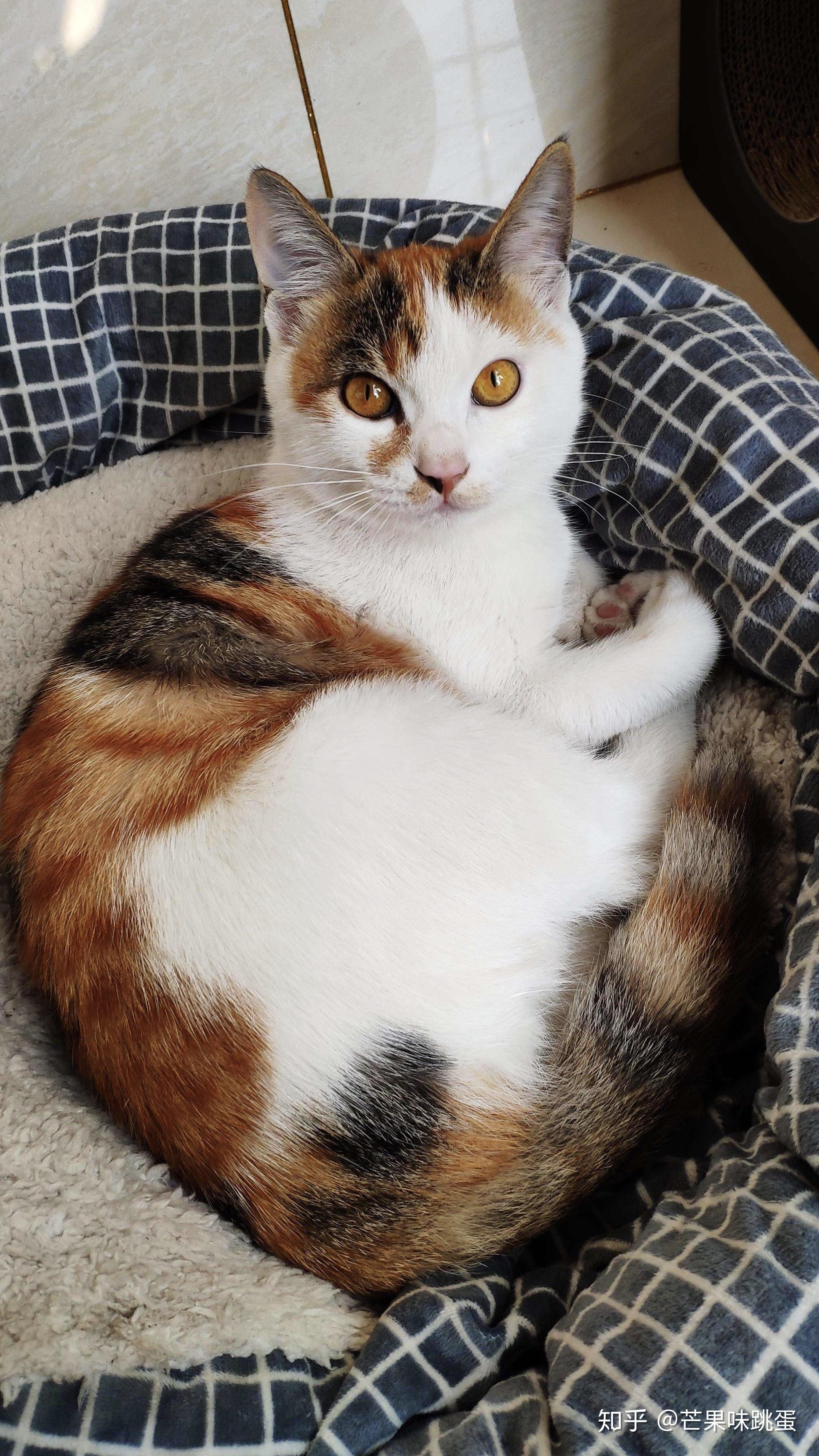 最好看的三花猫长什么样子