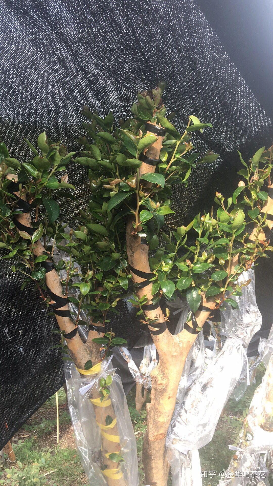 油茶树嫁接茶花茶梅湖北回访记