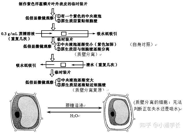 质壁分离分析图图片