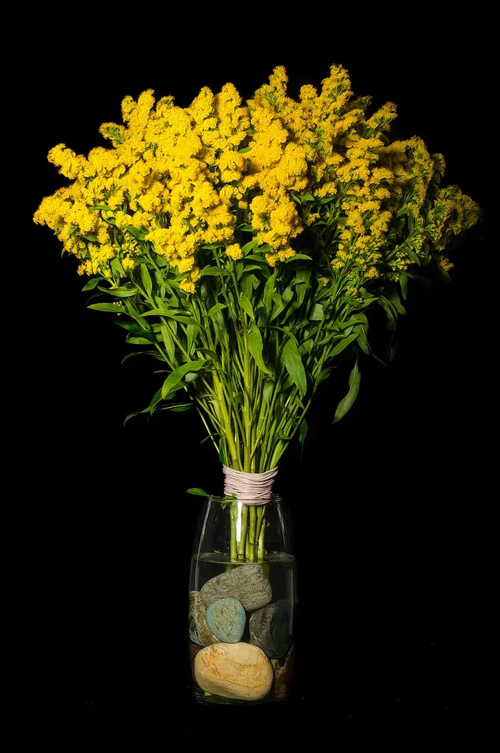 最熟悉的恶之花加拿大一枝黄花丨花花万物