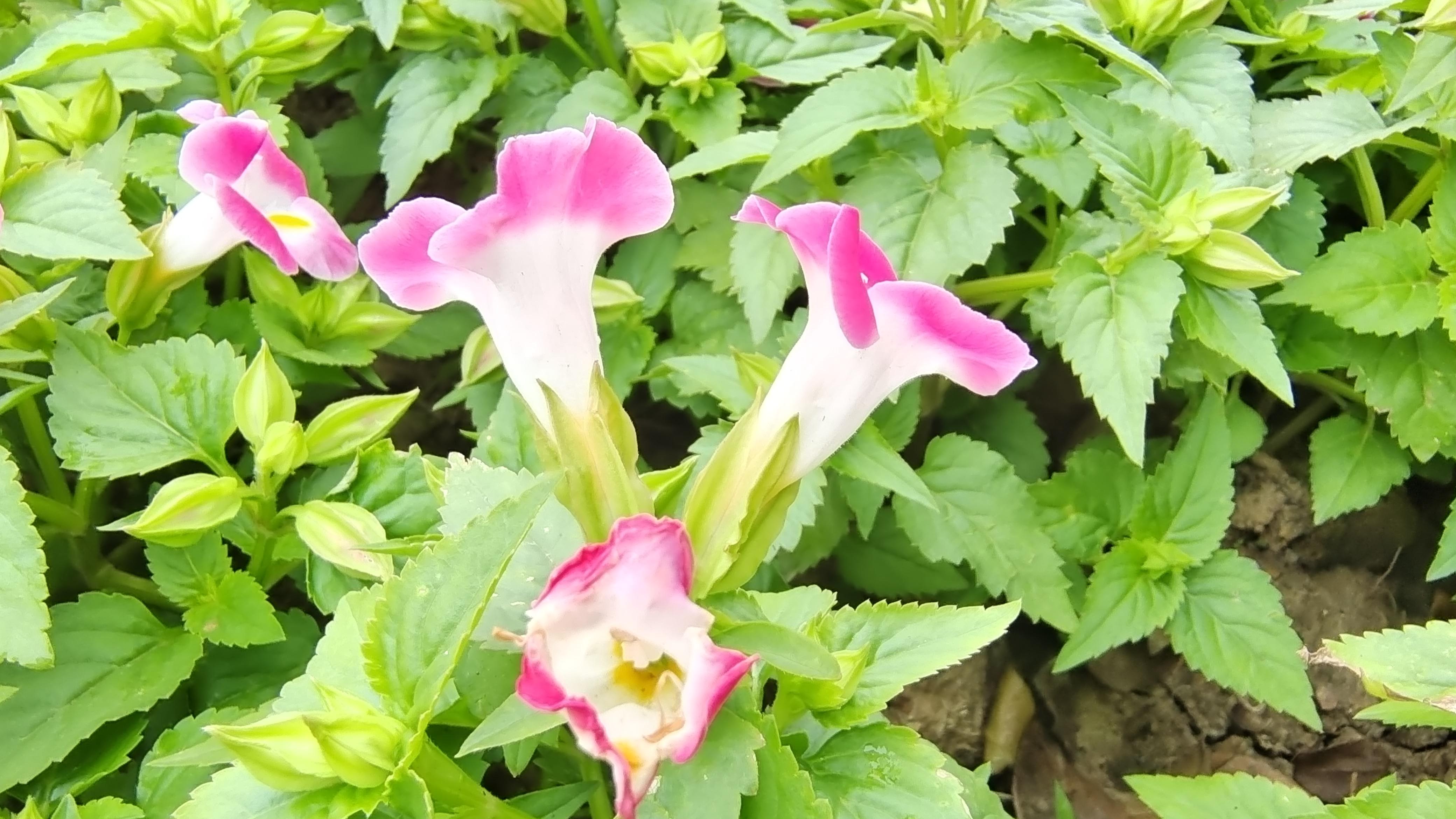 美丽吉安之赏花系列蓝猪耳花绚丽迷人