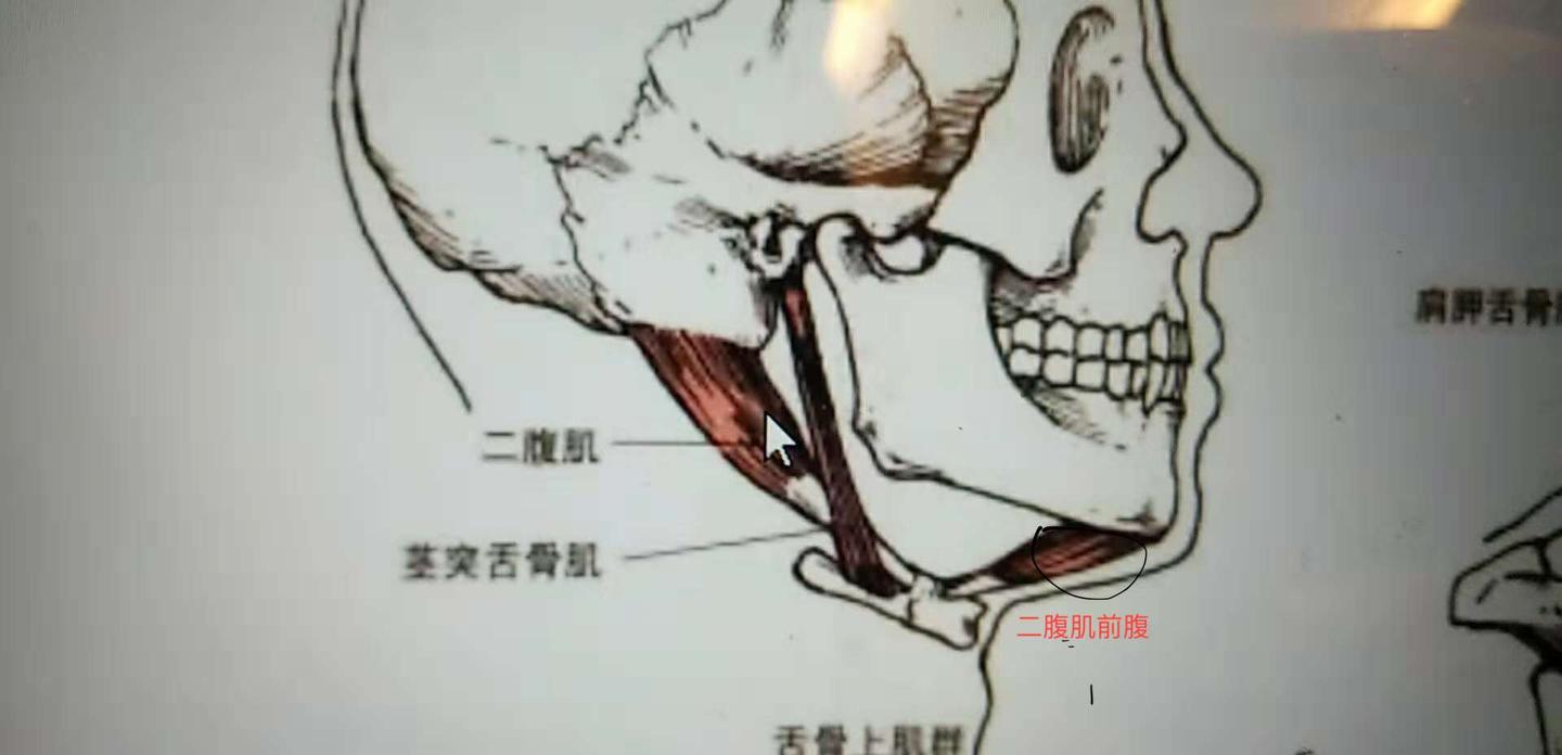 唱高音的捷径——如何用自然状态找到声带拉长 - 知乎