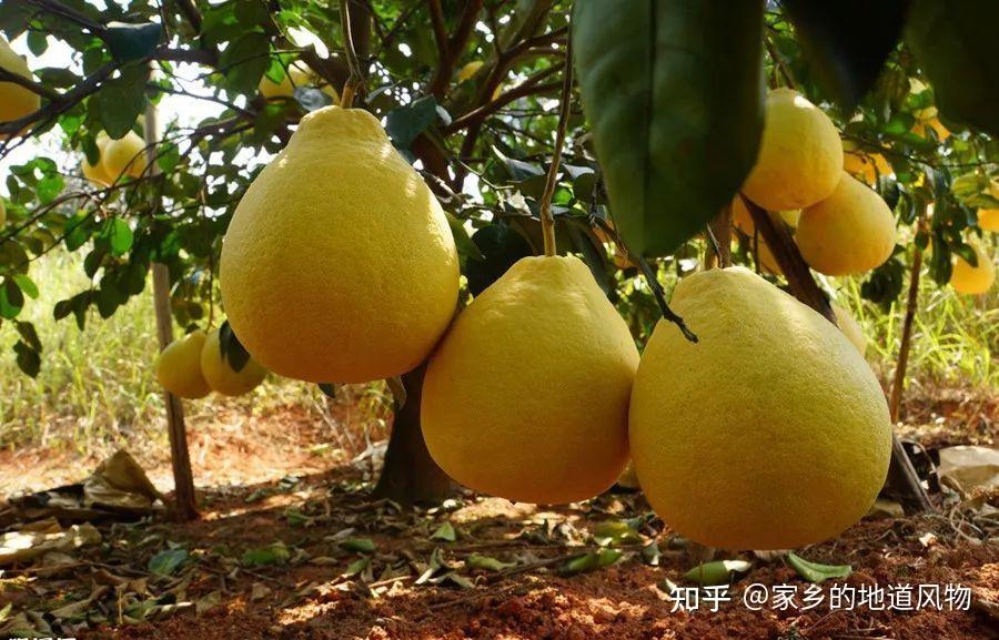 全国哪里的柚子好吃？这10个地方的柚子都很有名，你吃过几种呢 - 知乎