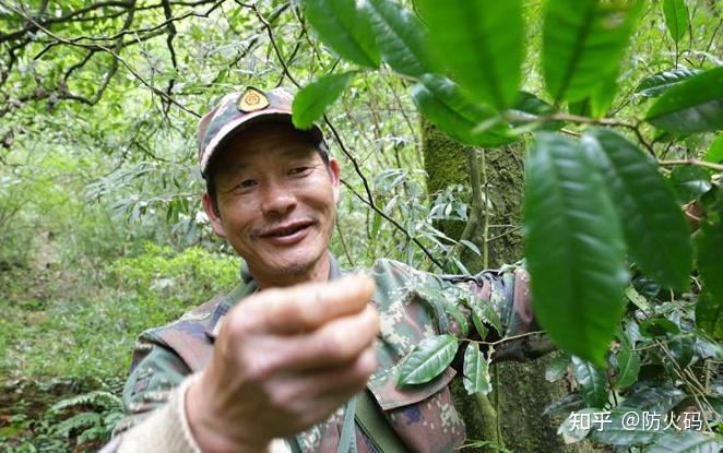 雲南推進生態護林員聯動管理系統應用