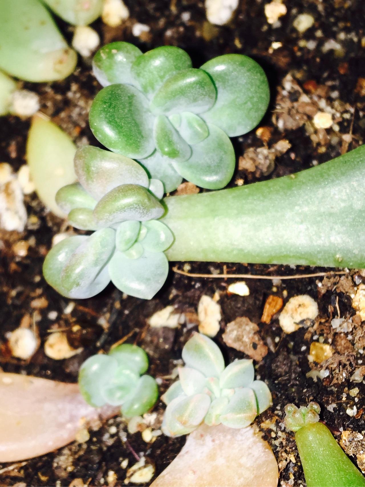 多肉要怎么叶插? - 赵珊的回答 - 知乎