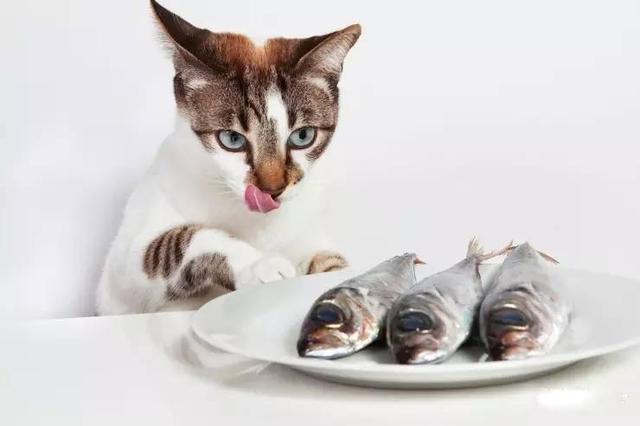 为什么怕水的猫却爱吃鱼这不符合进化论吧