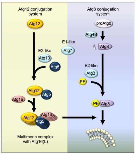 atg5-atg12 complex conjugation system and lc3-pe conjugation