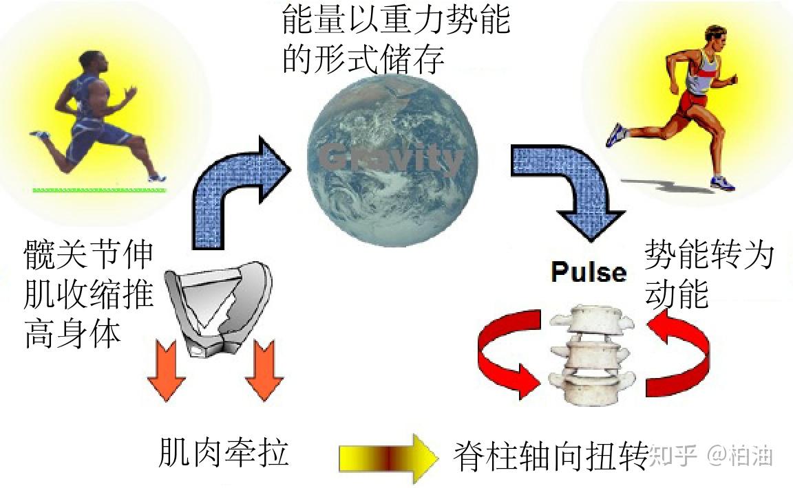 为什么需要平衡脊柱的灵活性和稳定性