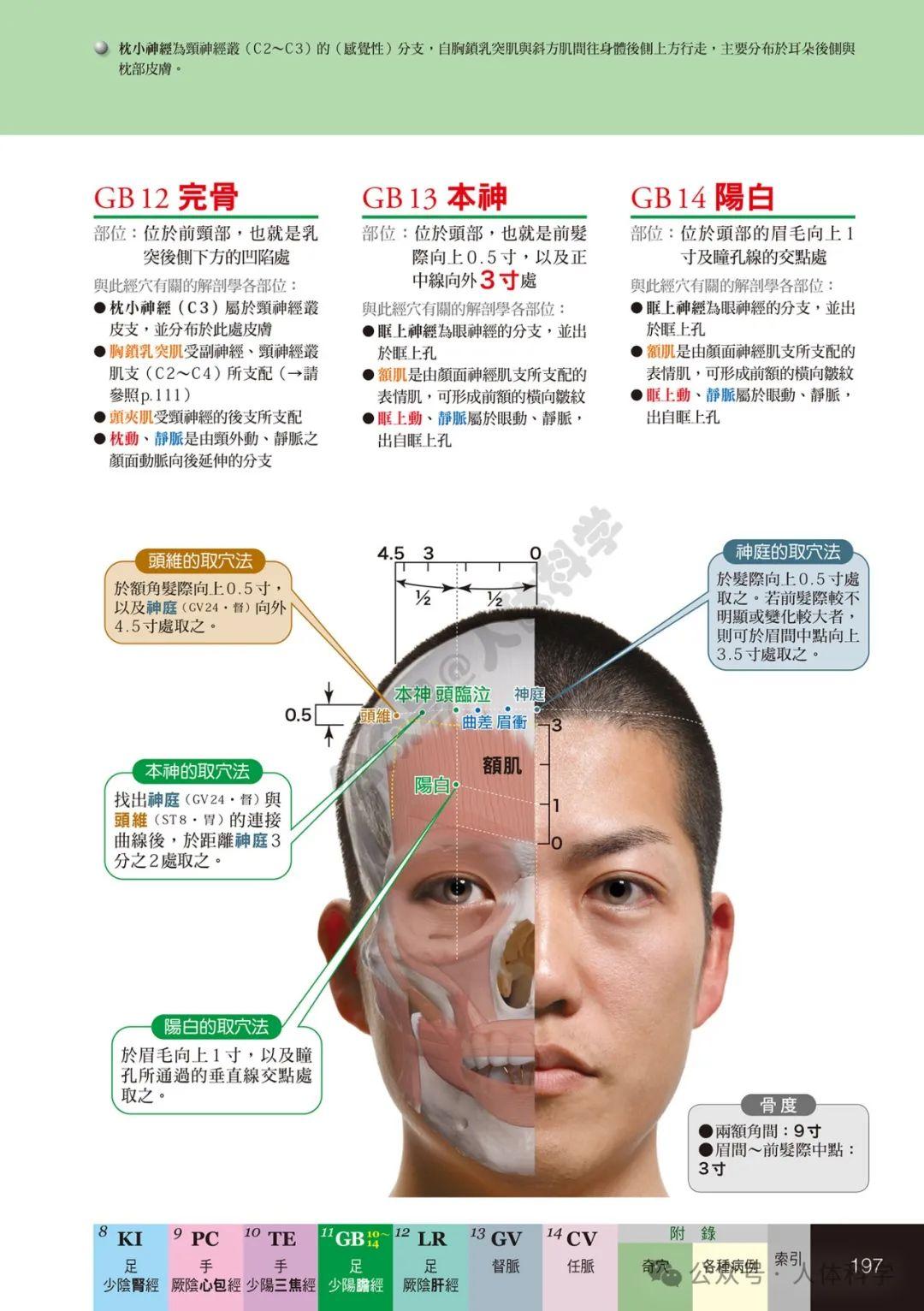 【经穴科学】中医解剖学全身穴位高清图示④ - 知乎