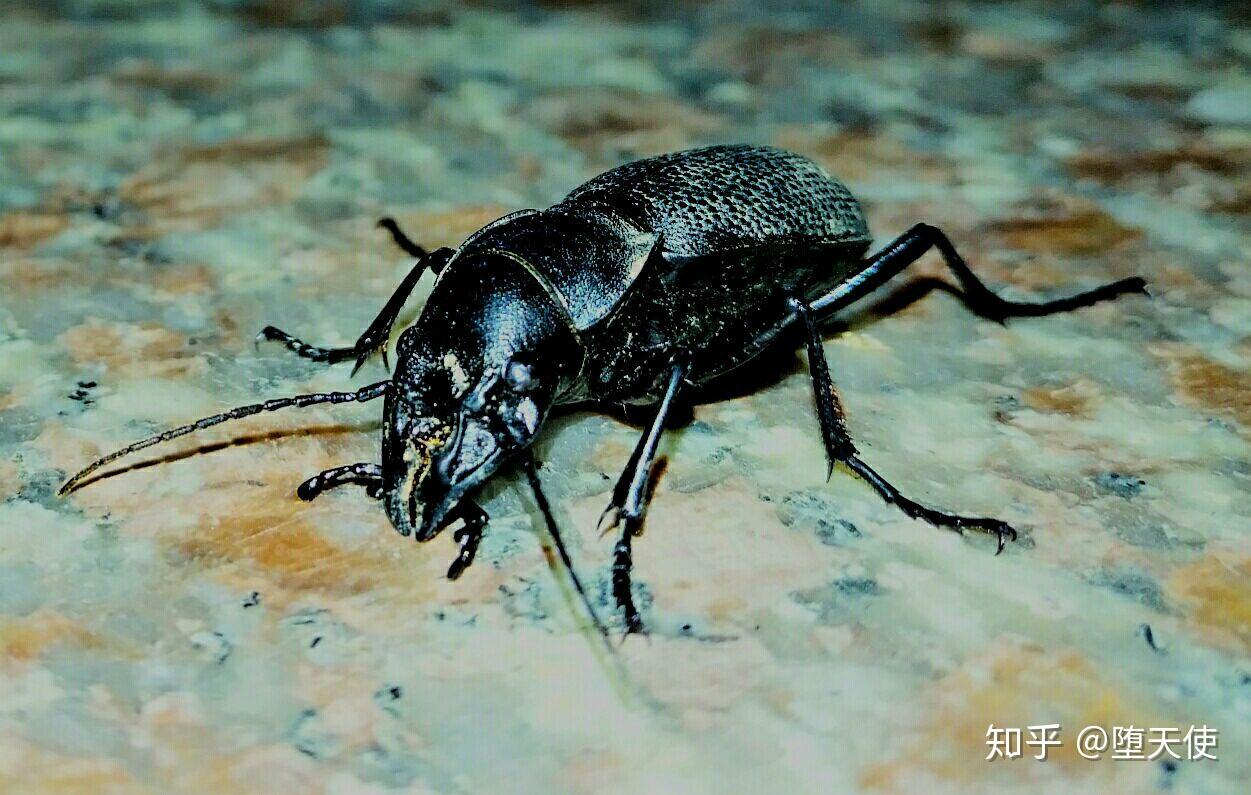 荆猎蝽↓carabus smaragdinus fischer von waldheim, 绿步甲↓cici