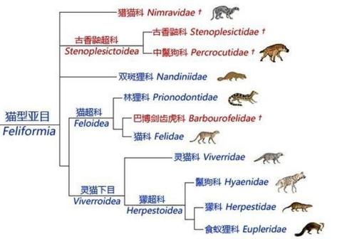 鬣狗科动物 知乎