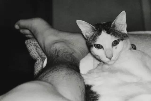 photography | 陪伴荒木经惟22年的猫