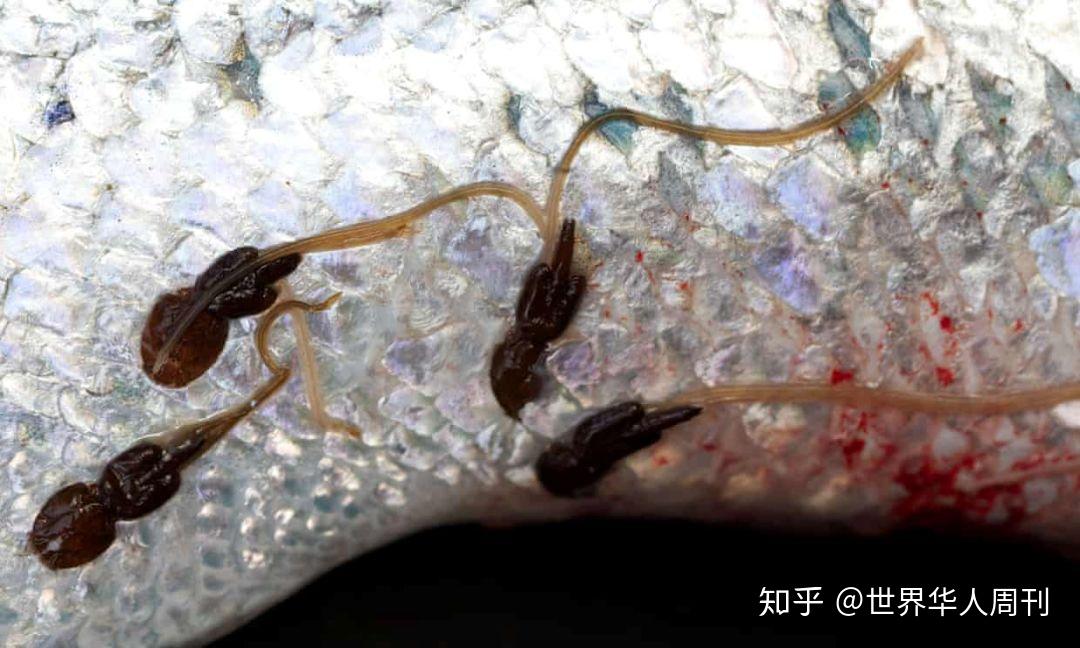 有海虱的,而且经过数十个小时的低温冷冻,鱼身上的各种寄生虫会被杀死