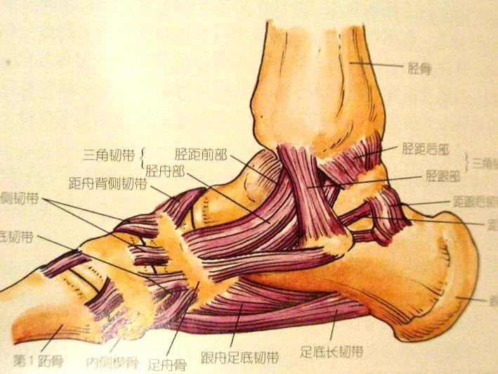 踝关节撞击综合征的影像学诊断