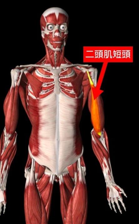 二頭肌長頭(biceps brachii long head)和二頭肌短頭(biceps brachii