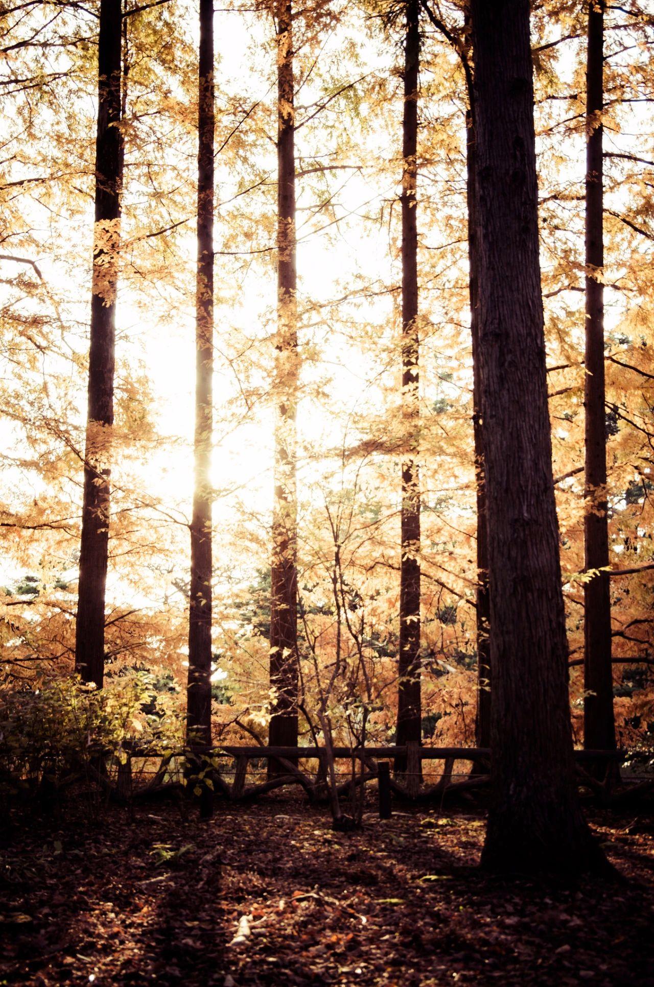 竖画幅来表现树木的垂直竖画幅构图还常常给人以高耸,向上的感觉,适合