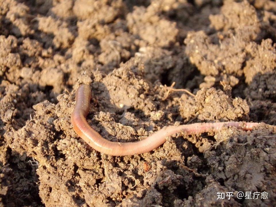 死鸟当然没有海洋生物那么令人惊讶,但这一切都取决于这样一场"雨"的