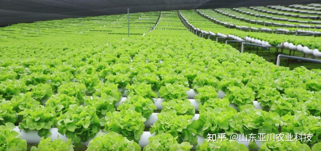 无土栽培:在家也能轻松种植的秘诀 - 知乎