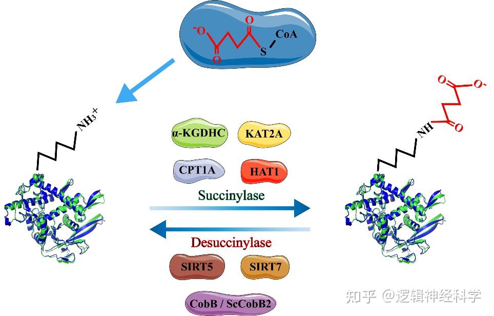 ARR 综述︱青岛大学丰育功/于涛团队评述琥珀酰化修饰在中枢神经系统疾病中的作用 - 知乎