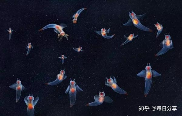 魔鬼的天使——“海天使” - 知乎