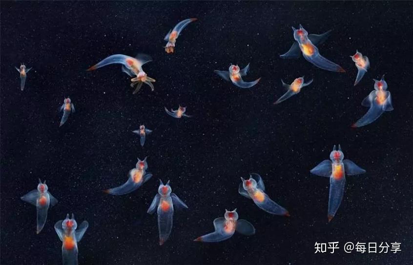 魔鬼的天使海天使