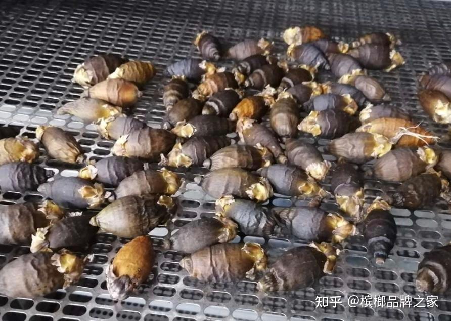 槟榔原果小知识 - 知乎
