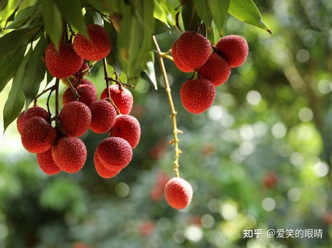 吃荔枝别贪多，小心荔枝病！ - 知乎